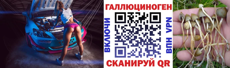 дарк нет Telegram  Гаджиево  Псилоцибиновые грибы Cubensis  наркота 
